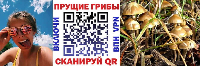 Галлюциногенные грибы Cubensis  хочу наркоту  Елец 